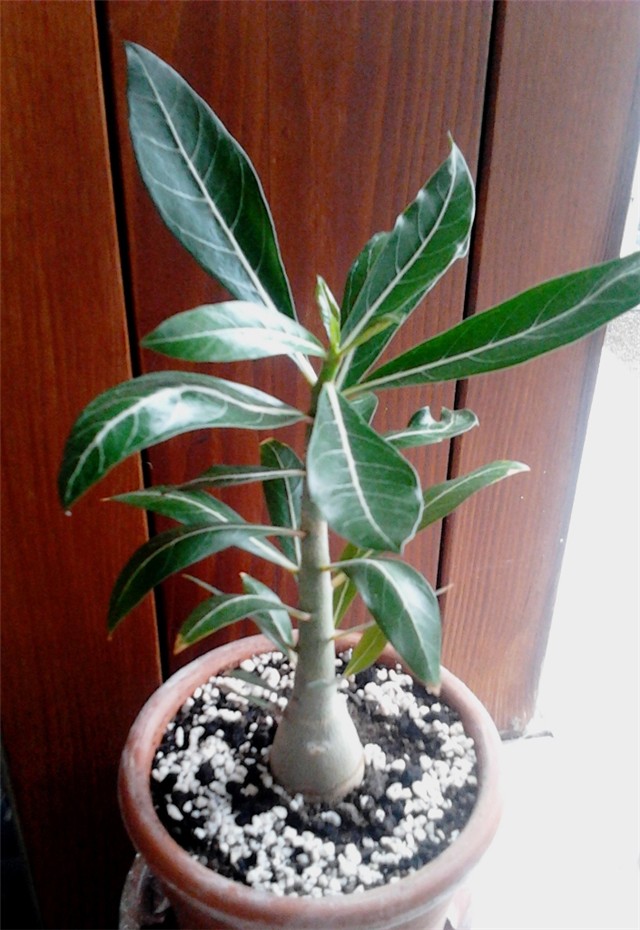 adenium105